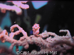 Pigmy Sea Horse at Mabul taken with Canon PS A80 by Capt Arbani Hj Mat 